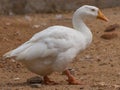 domestic white Indian goose Royalty Free Stock Photo