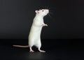 Domestic white rat