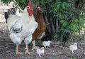 Domestic white rooster and colored hen with chicks feed in the village yard