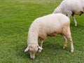 Domestic sheep grazing or eating green grass in meadow or pasture in a farm Royalty Free Stock Photo