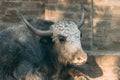 Domestic yak Bos grunniens, also known as tartary ox in zoo