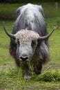 Domestic yak Bos grunniens.