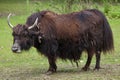 Domestic yak Bos grunniens. Royalty Free Stock Photo