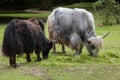 Domestic yak Bos grunniens. Royalty Free Stock Photo