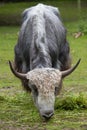 Domestic yak Bos grunniens. Royalty Free Stock Photo