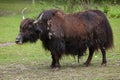 Domestic yak Bos grunniens. Royalty Free Stock Photo