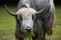 Domestic yak Bos grunniens. Royalty Free Stock Photo