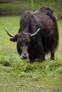 Domestic yak Bos grunniens. Royalty Free Stock Photo