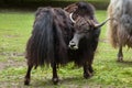 Domestic yak Bos grunniens. Royalty Free Stock Photo