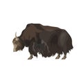Domestic yak vector