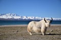 White yak in Namtso lake, Tibet. Namtso is the largest lake in the Tibet Autonomous Region Royalty Free Stock Photo