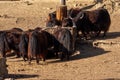 Domestic yaks, Black bulls at Wildlife Park