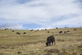 Domestic Yaks Bos grunniens in the grassland of Tagong, Kangding, GarzÃÂª Tibetan Autonomous Prefecture, Sichuan, China