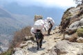 Domestic yaks with cargo on footpath to Everest base camp in Nepal