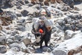 Domestic yaks with cargo on footpath to Everest base camp in Nepal