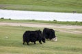 Domestic yaks grazing in the steppes of Mongolia