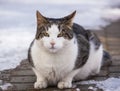 Domestic yard cat basks in the rays of the spring sun