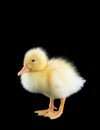 Domestic yellow baby duck Royalty Free Stock Photo