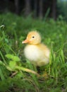 Domestic yellow baby duck