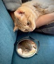 Domestic yellow cat, looking at its reflection in a handheld mirror