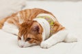 Domestic yoing cat in bandage with broken paw Royalty Free Stock Photo