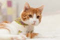 Domestic yoing cat in bandage with broken paw Royalty Free Stock Photo