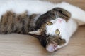 Domestic young cat lying on the shelf Royalty Free Stock Photo