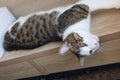 Domestic young cat lying on the shelf Royalty Free Stock Photo