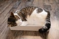 Domestic young cat sleeping in the box Royalty Free Stock Photo