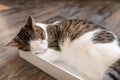 Domestic young cat sleeping in the box Royalty Free Stock Photo