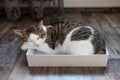 Domestic young cat sleeping in the box Royalty Free Stock Photo