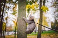 Domestic young kitten male gray good shape well-groomed, dressed safe cat leash harness, sitting on a tree attentively surprised Royalty Free Stock Photo