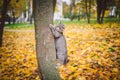 Domestic young kitten male gray good shape well-groomed, dressed safe cat leash harness, sitting on a tree attentively surprised Royalty Free Stock Photo