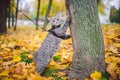 Domestic young kitten male gray good shape well-groomed, dressed safe cat leash harness, sitting on a tree attentively surprised Royalty Free Stock Photo