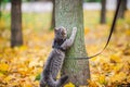 Domestic young kitten male gray good shape well-groomed, dressed safe cat leash harness, sitting on a tree attentively surprised Royalty Free Stock Photo