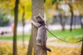 Domestic young kitten male gray good shape well-groomed, dressed safe cat leash harness, sitting on a tree attentively surprised Royalty Free Stock Photo