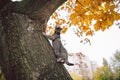 Domestic young kitten male gray good shape well-groomed, dressed safe cat leash harness, sitting on a tree attentively surprised Royalty Free Stock Photo