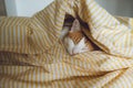 Domestic young orange tabby cat sleeping in bed