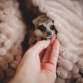 The meerkat or suricate, 2 month old with baby