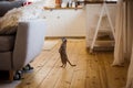 Pretty Domesticate meerkat or suricate at home