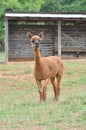 Domesticated Alpacas