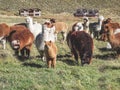 Domesticated alpacas, social herd animals that live in family groups