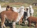 Domesticated alpacas, social herd animals that live in family groups