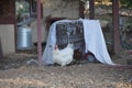 Domesticated American egg laying chicken, 4. Royalty Free Stock Photo