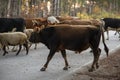 Domesticated animals turn back from pasture