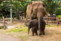 Domesticated Asian elephant mother and baby