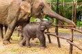 Domesticated Asian elephant mother and baby
