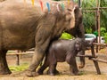 Domesticated Asian elephant mother and baby