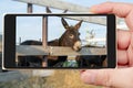 Domesticated black donkeys in the paddock