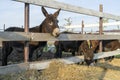 Domesticated black donkeys in the paddock on the farm.